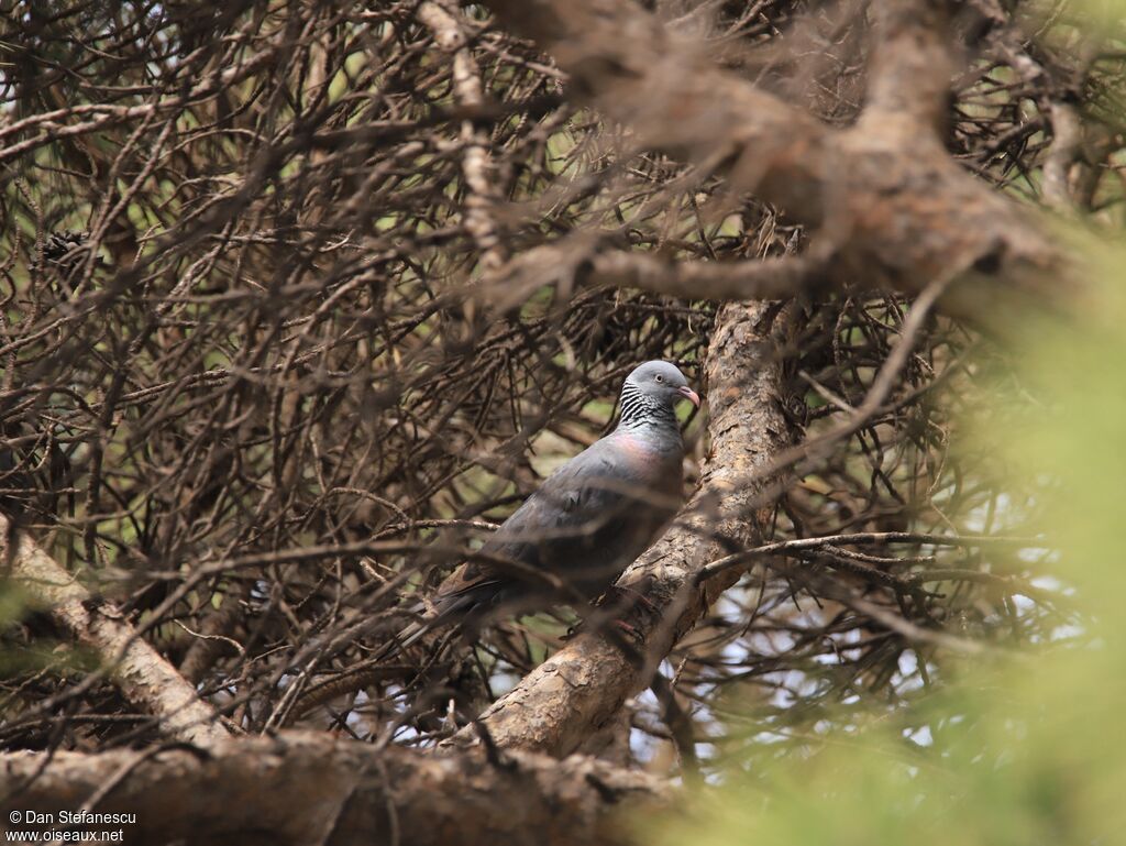 Trocaz Pigeonadult