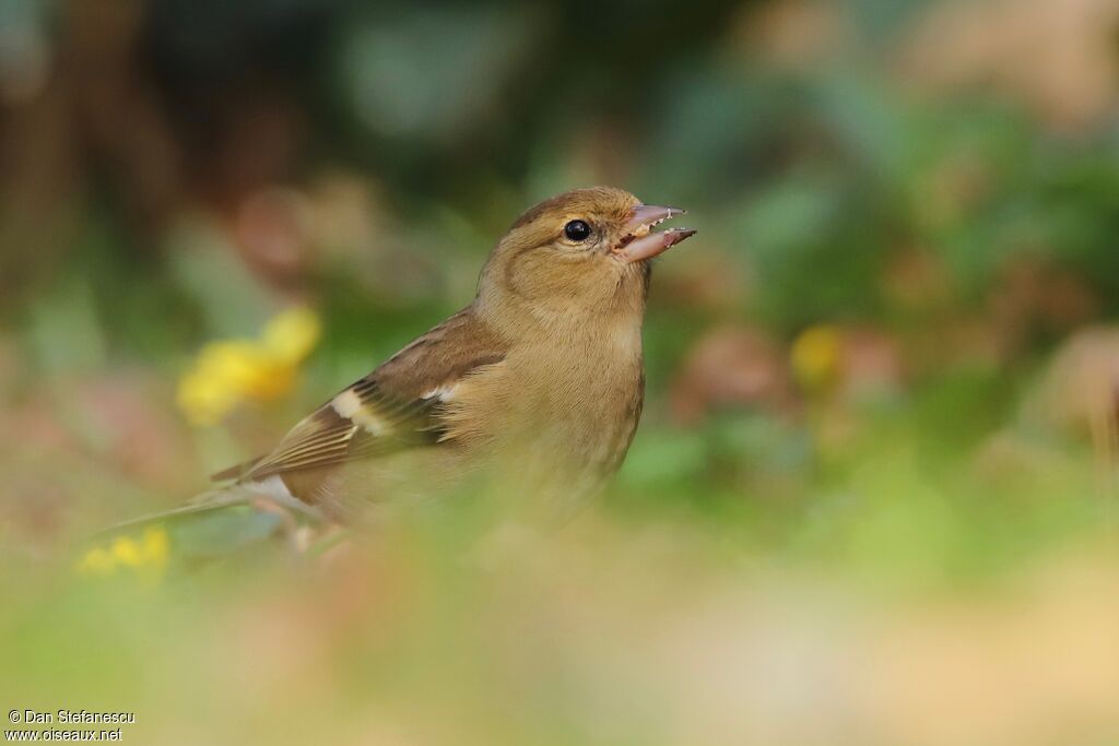 Eurasian Chaffinch female adult, walking