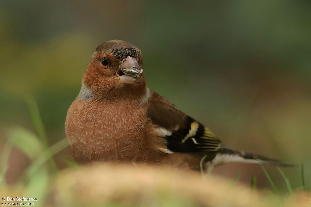 Eurasian Chaffinch male adult breeding, walking