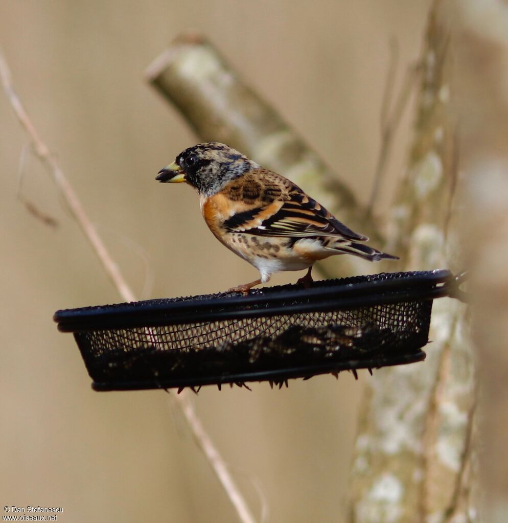 Brambling female adult post breeding, eats