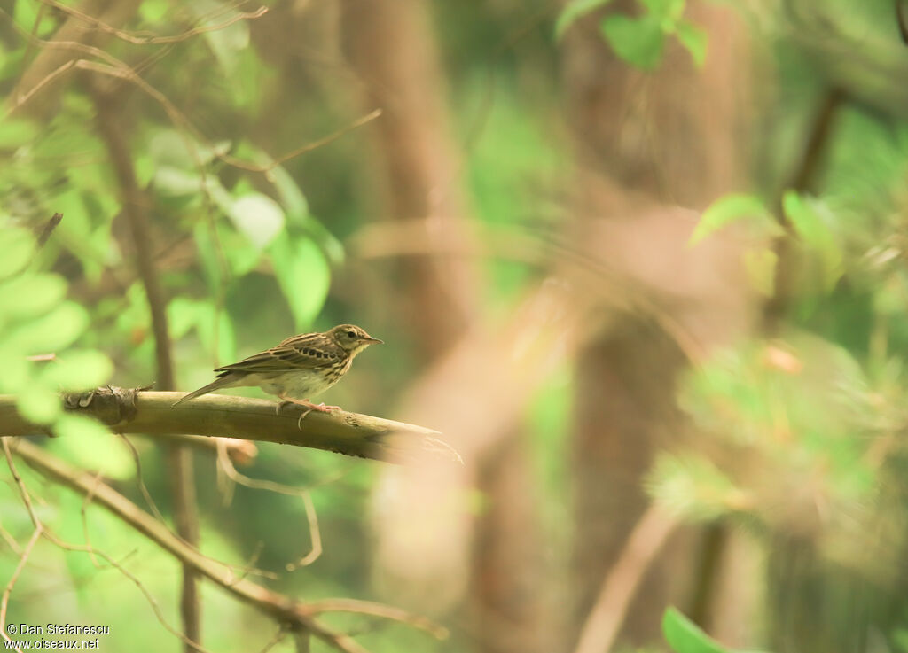 Pipit des arbresadulte