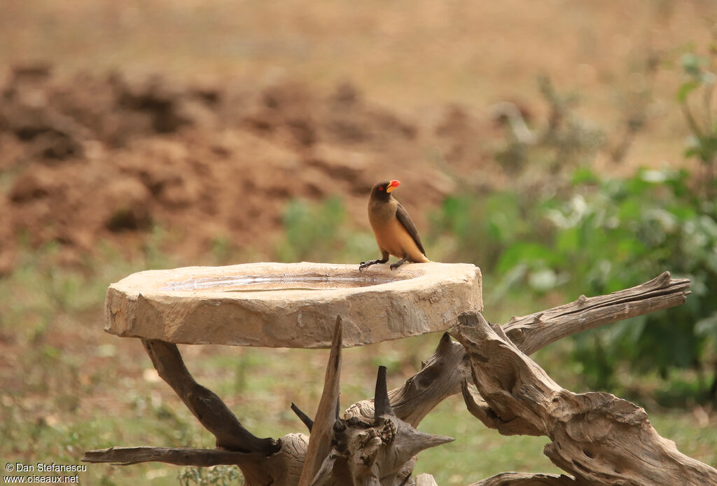 Yellow-billed Oxpeckeradult