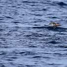 Puffin des Baléares