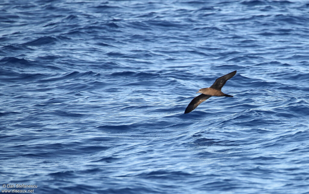 Puffin fouquetadulte, Vol