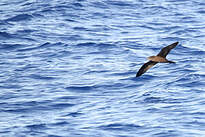 Puffin fouquet