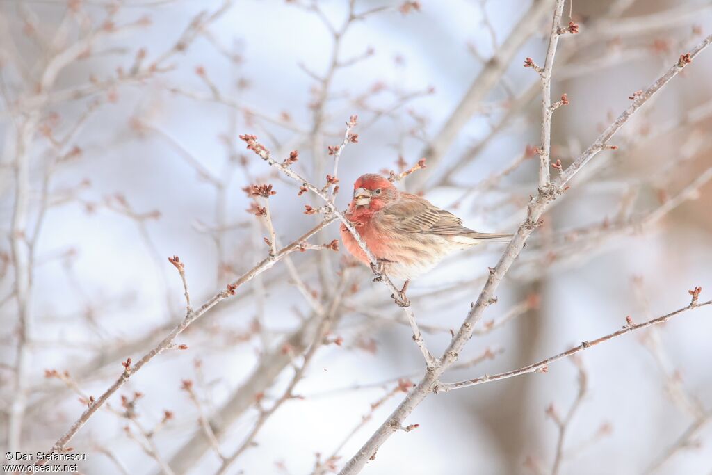 Roselin familier mâle adulte