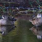 Sarcelle à ailes bleues