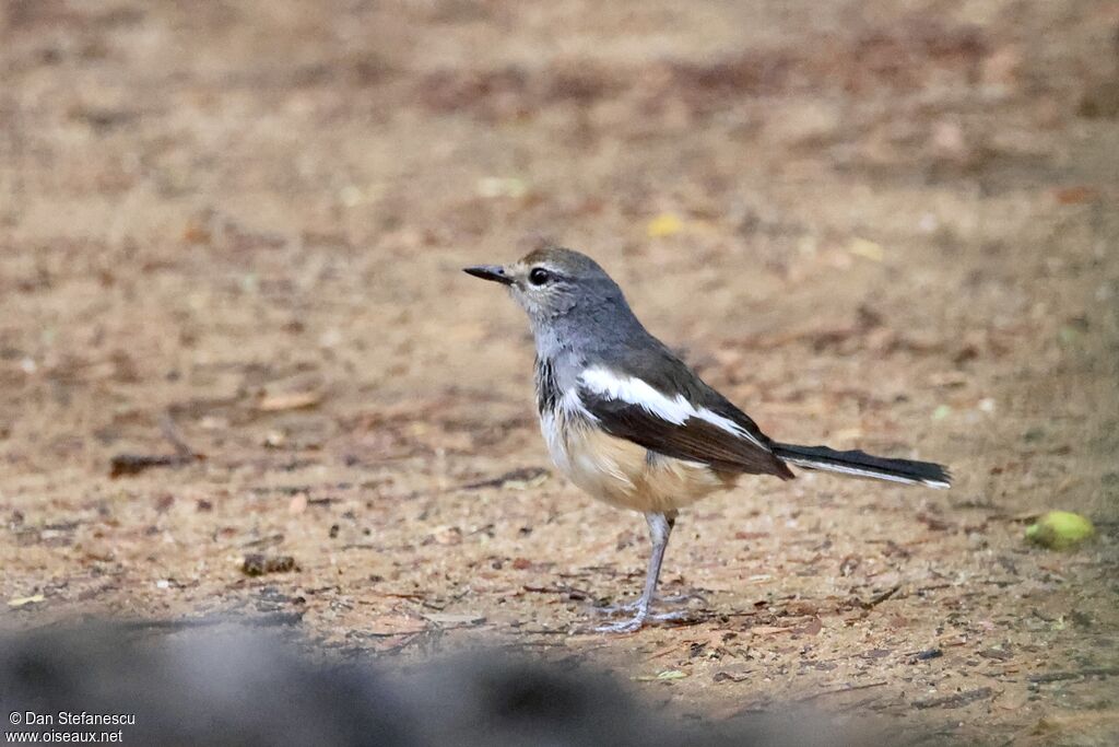 Madagascar Magpie-Robin