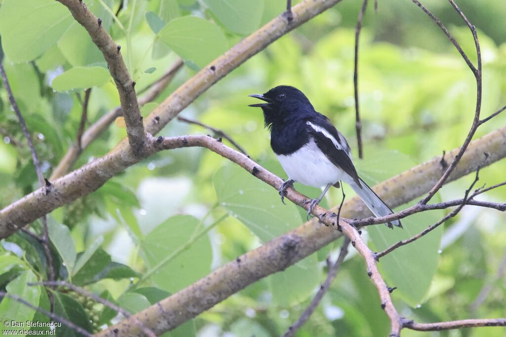 Madagascar Magpie-Robin