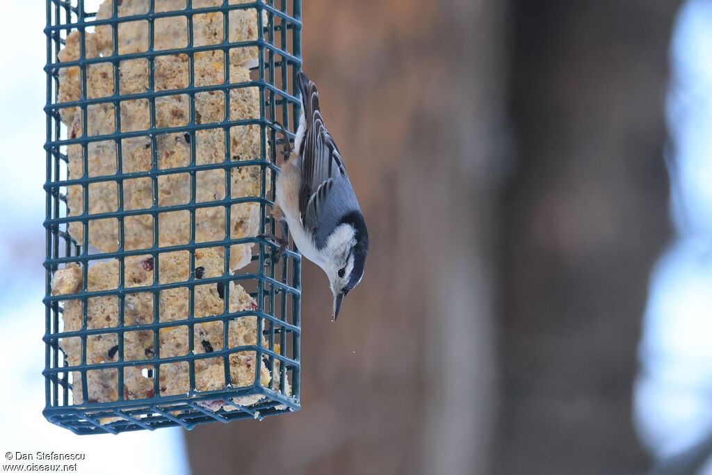Sittelle à poitrine blanche mâle adulte, mange
