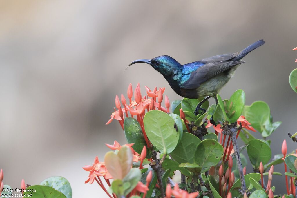Souimanga Sunbird male adult
