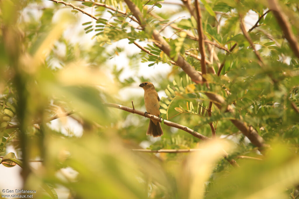Morelet's Seedeater female adult