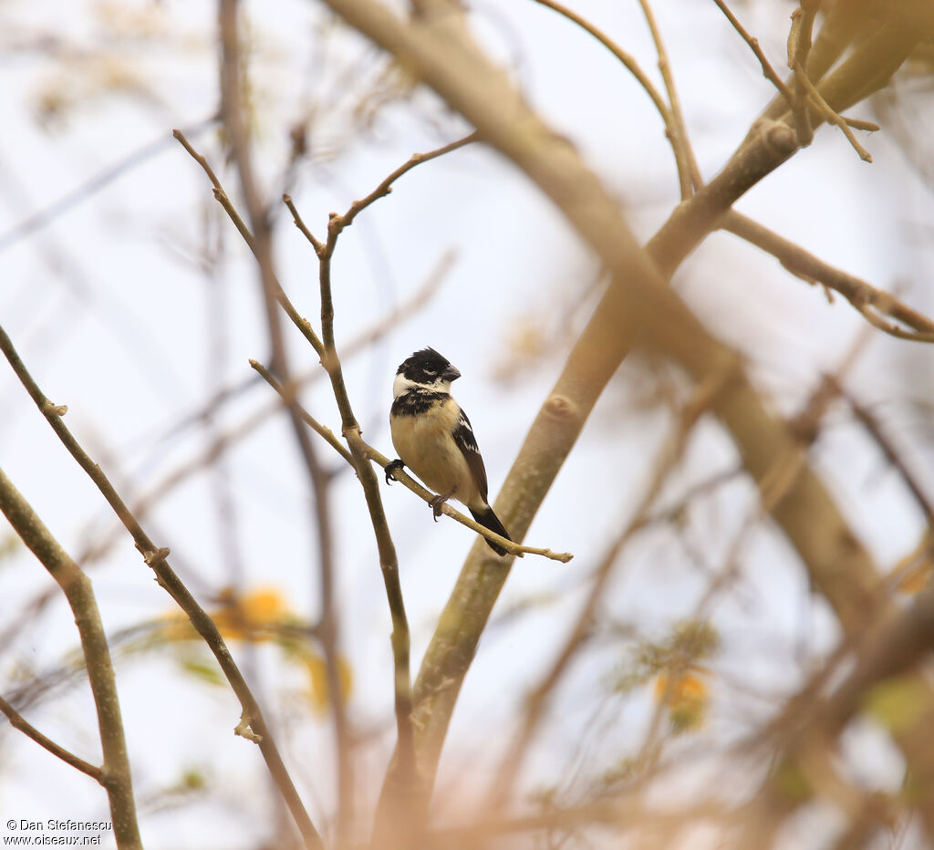 Morelet's Seedeater male adult