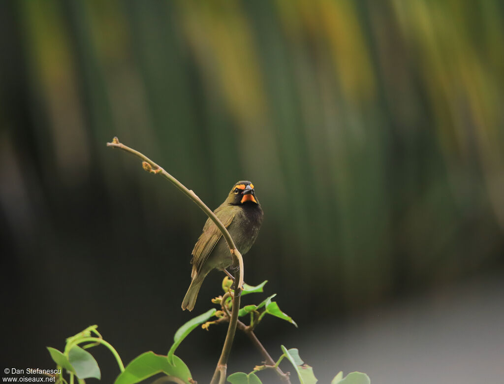 Yellow-faced Grassquit male adult