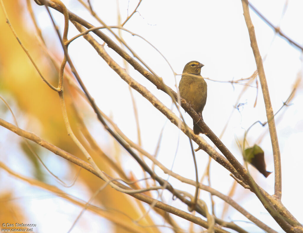 Yellow-faced Grassquit female adult