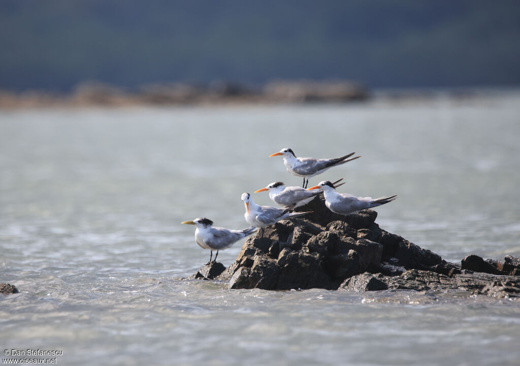 Sterne voyageuseadulte