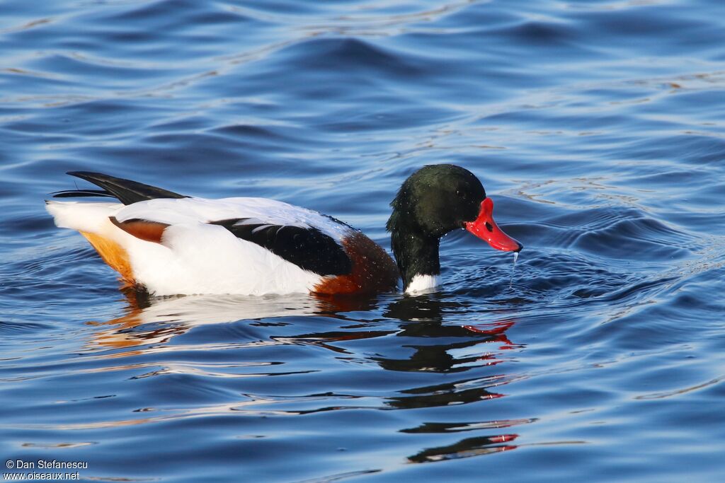 Common Shelduck male adult, swimming
