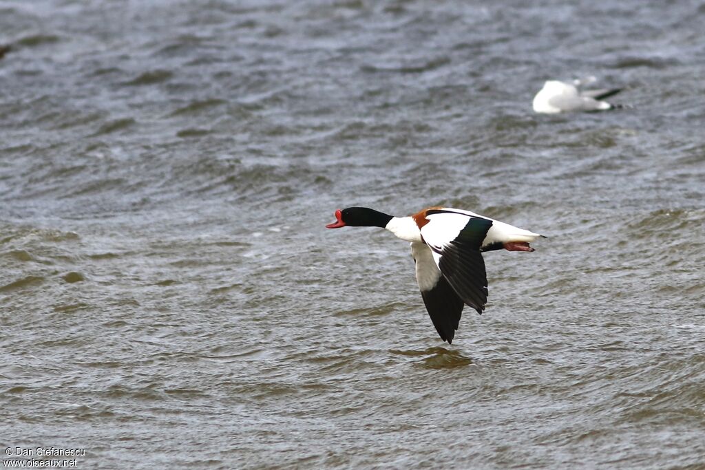 Common Shelduck male adult, Flight