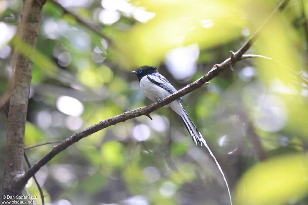 Tchitrec malgache mâle adulte