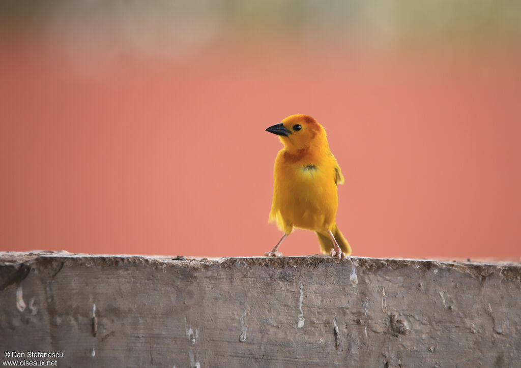 Taveta Weaver male adult