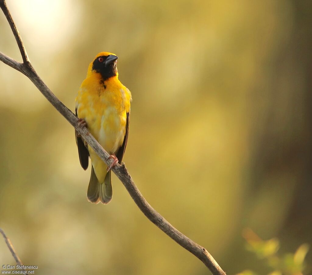 Village Weaver male adult