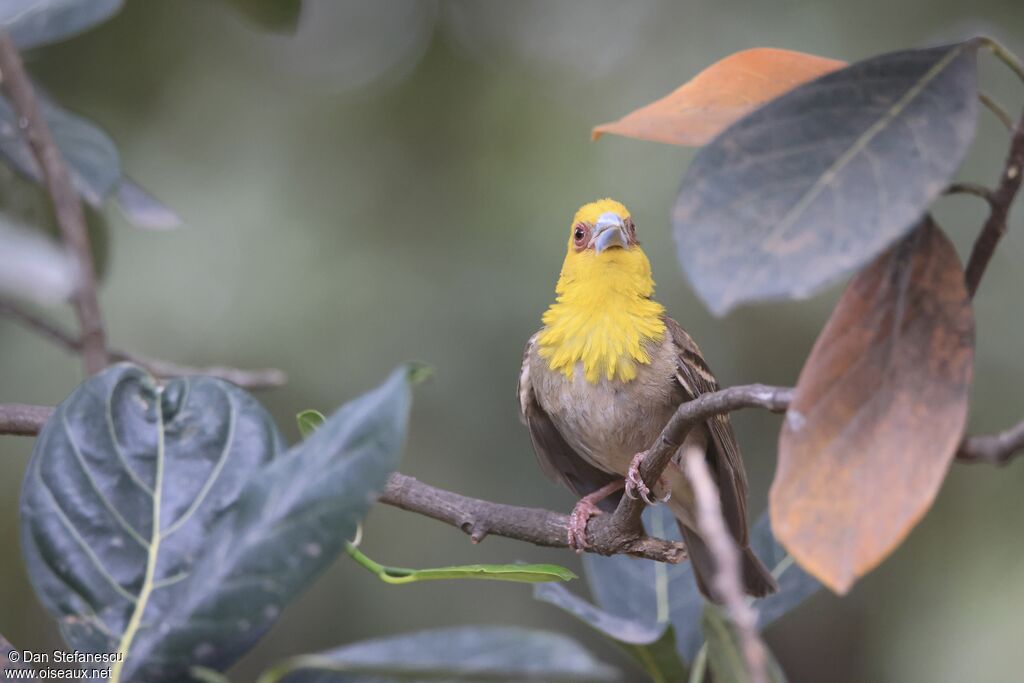 Tisserin sakalave mâle adulte