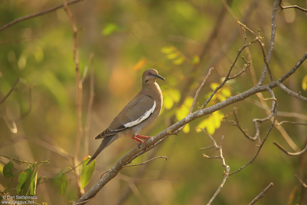 White-winged Doveadult
