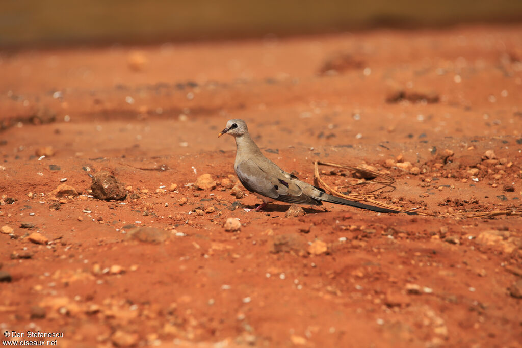 Namaqua Dove female adult