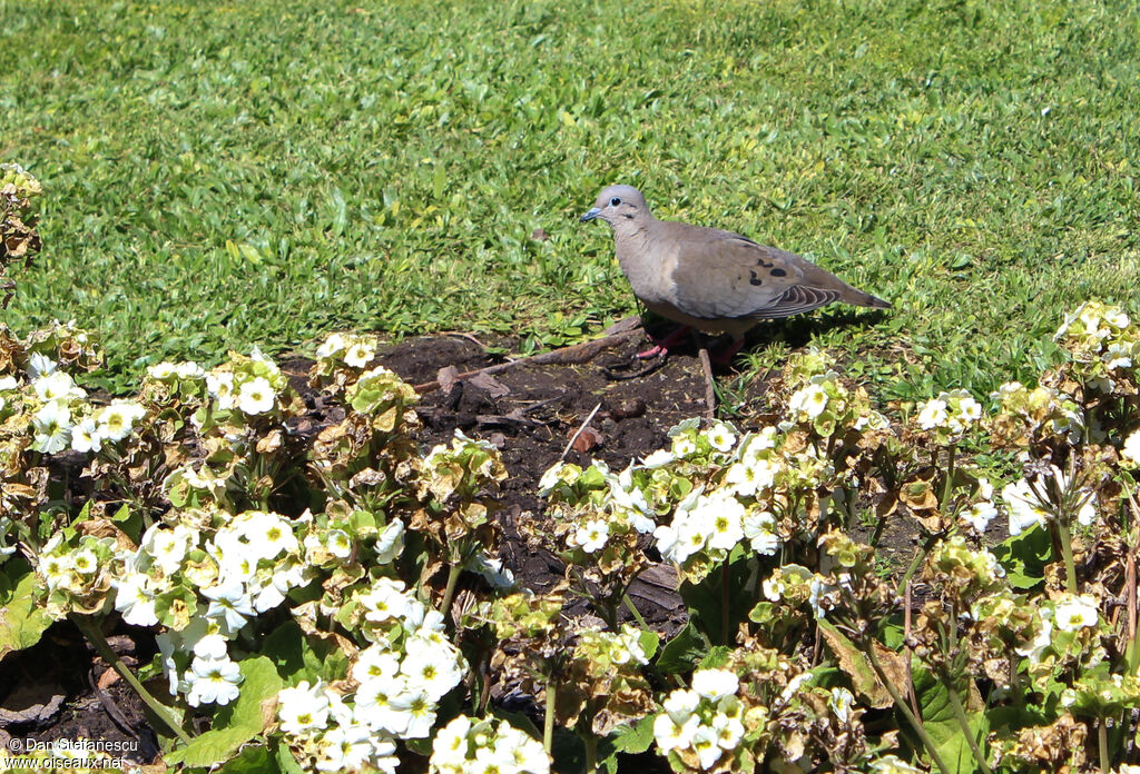 Tourterelle oreillardeadulte