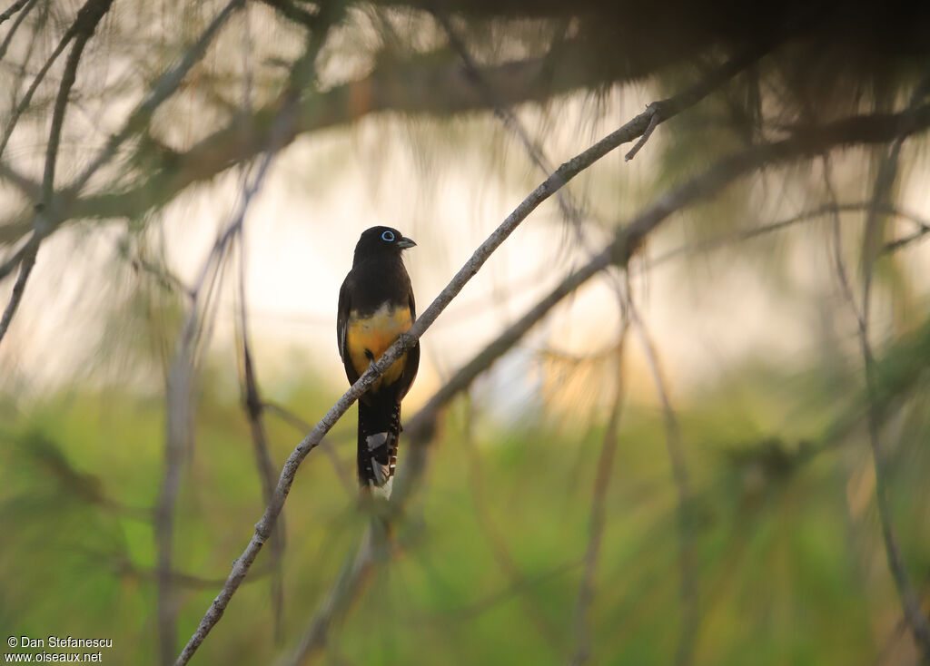 Trogon à tête noire mâle adulte