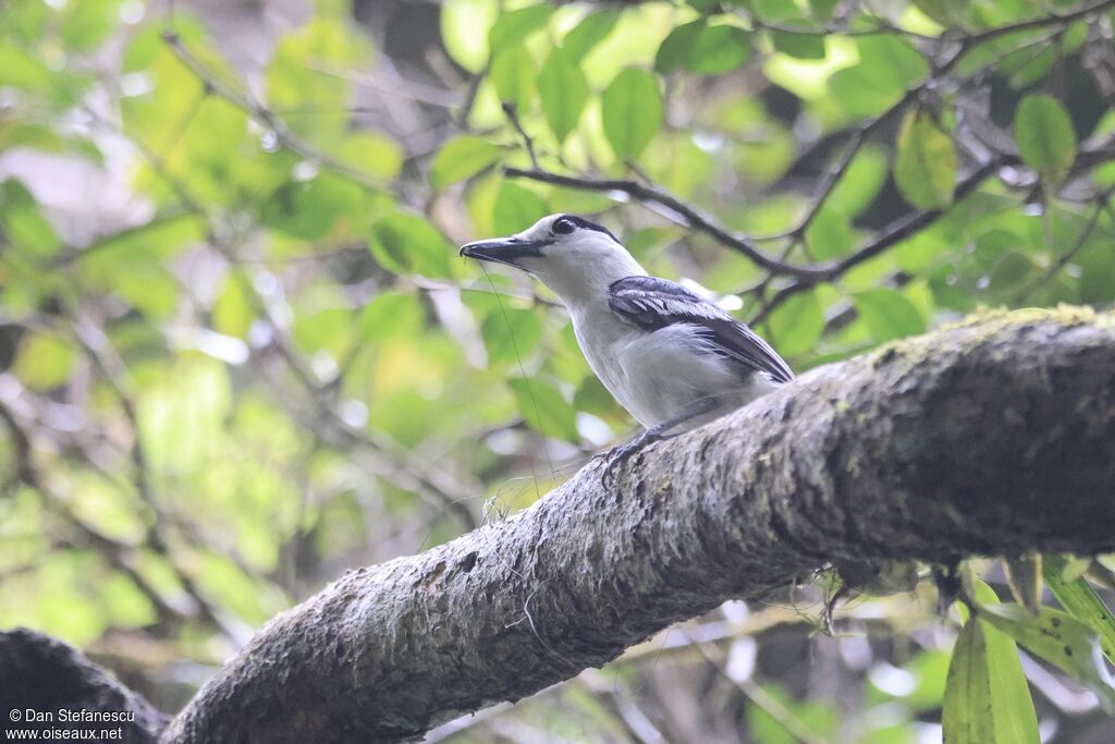 Hook-billed Vangaadult