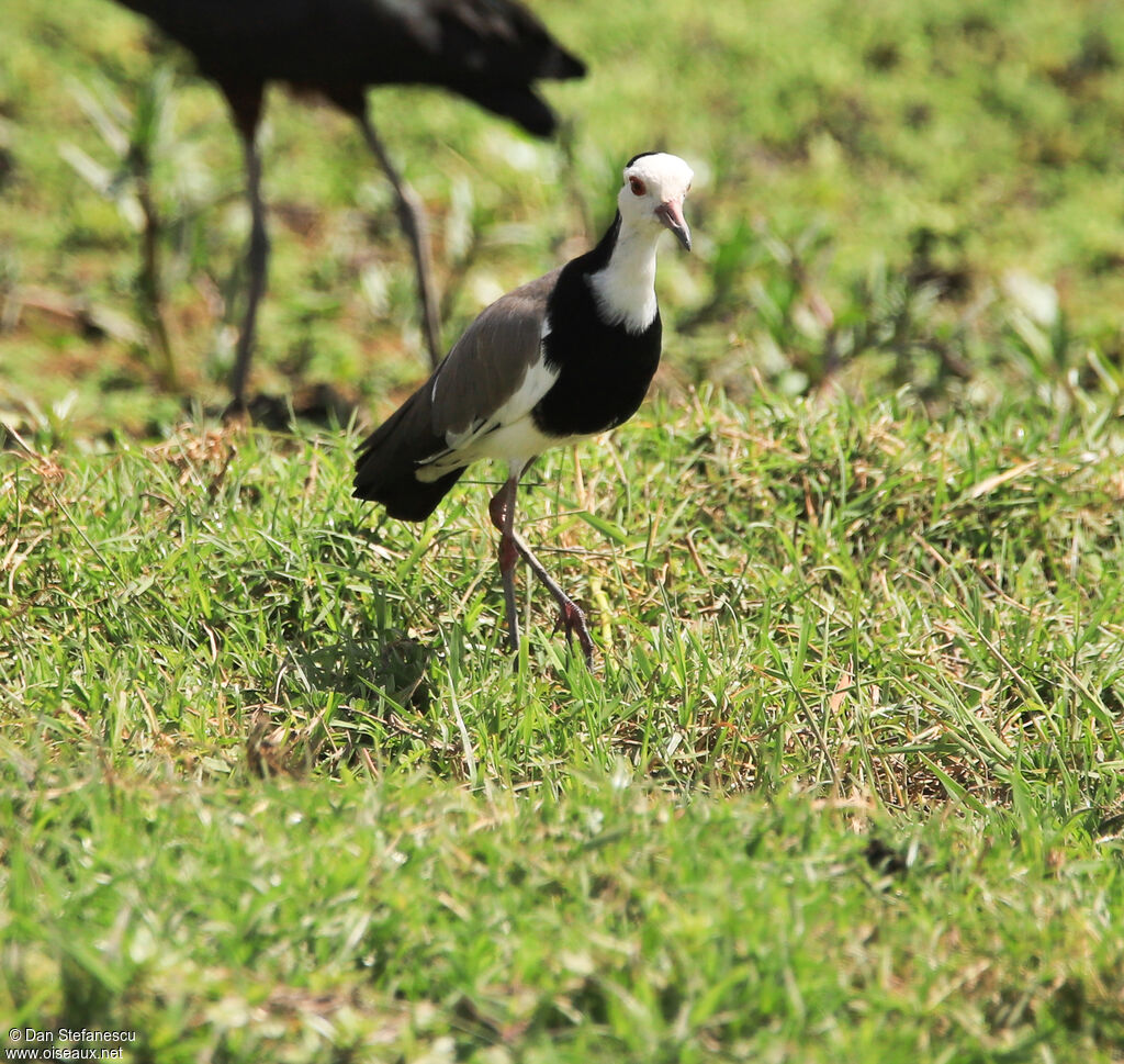 Long-toed Lapwingadult