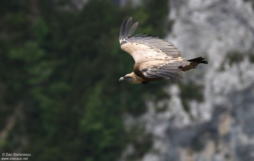 Griffon Vultureadult, Flight