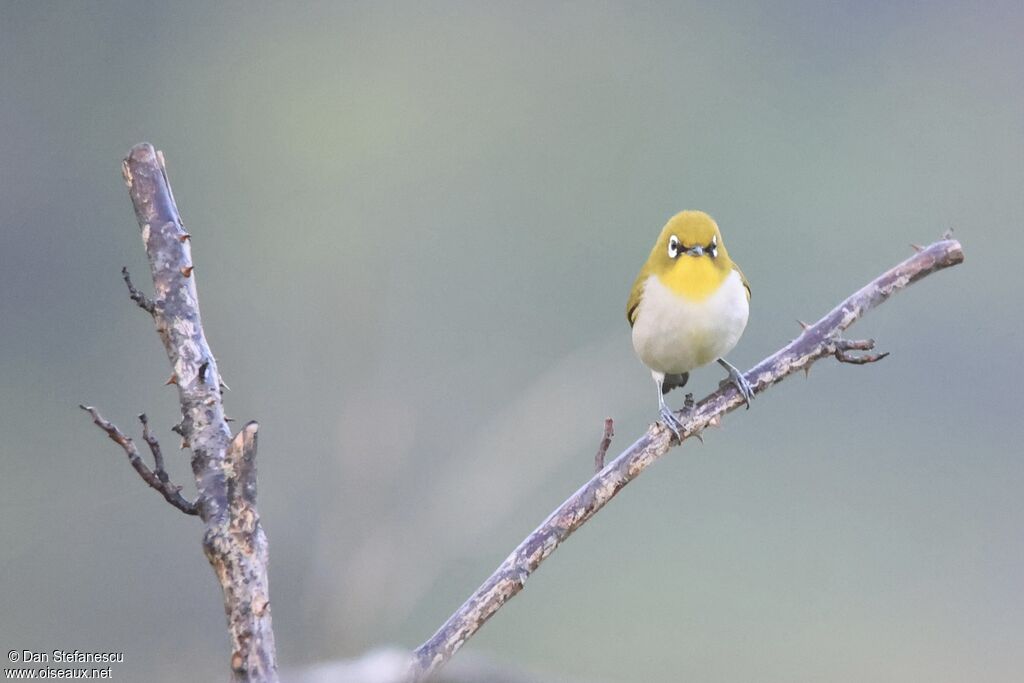 Malagasy White-eye