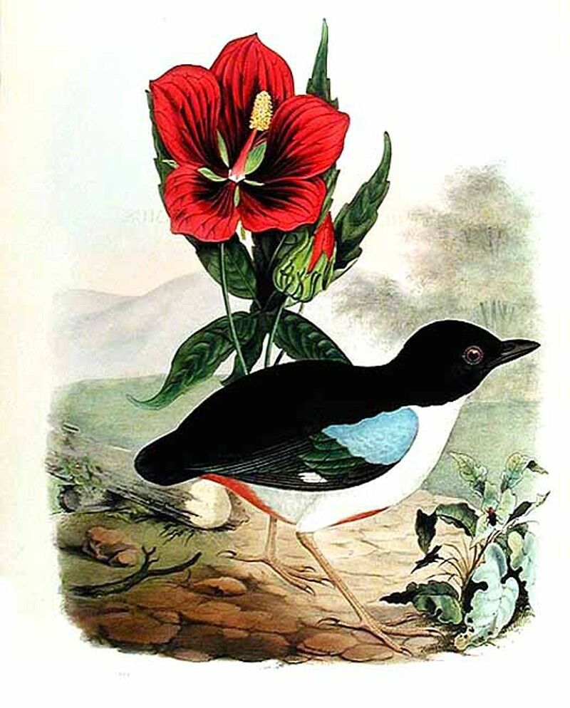 Brève d'Halmahera