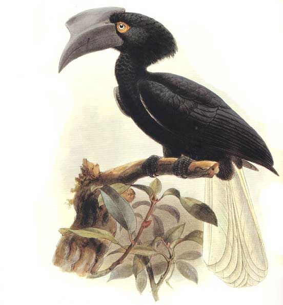 Calao des Sulu