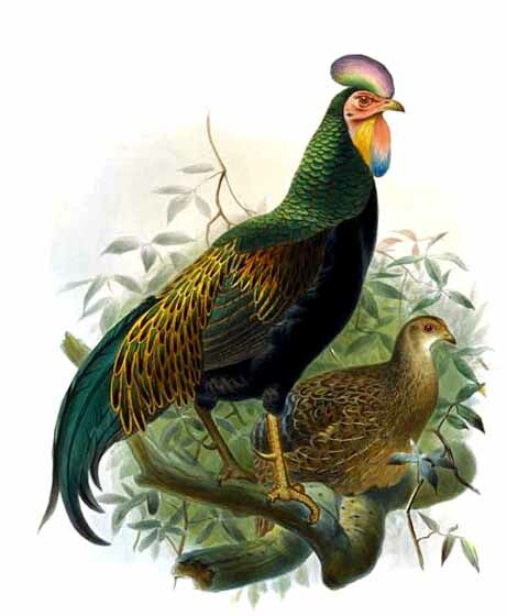 Green Junglefowl