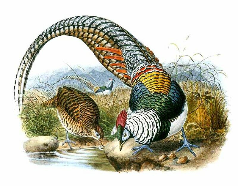 Lady Amherst's Pheasant