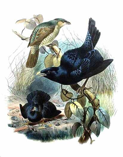 Satin Bowerbird