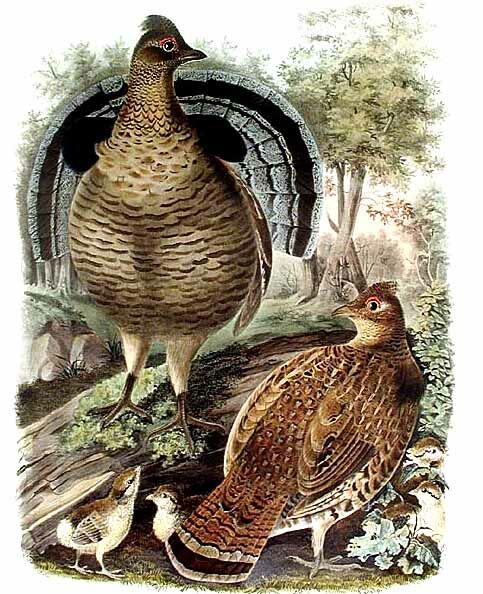 Spruce Grouse