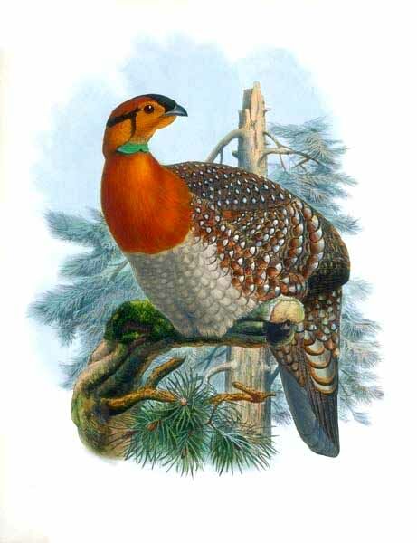 Blyth's Tragopan