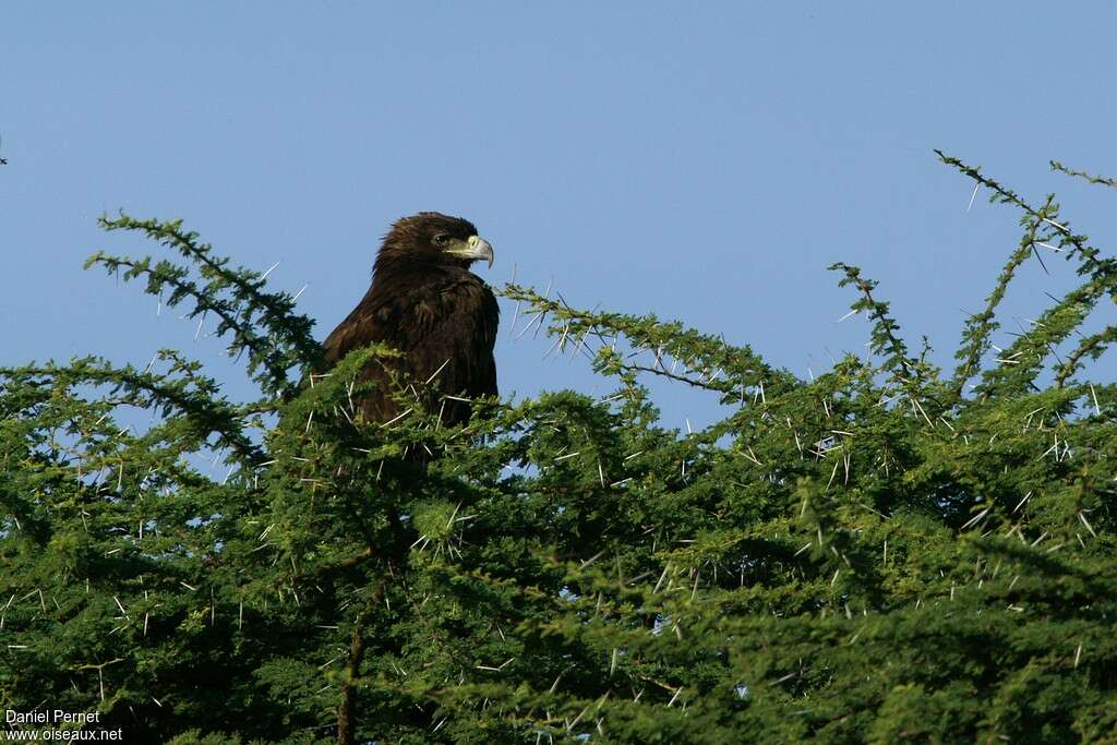 Aigle ravisseurimmature, habitat, composition