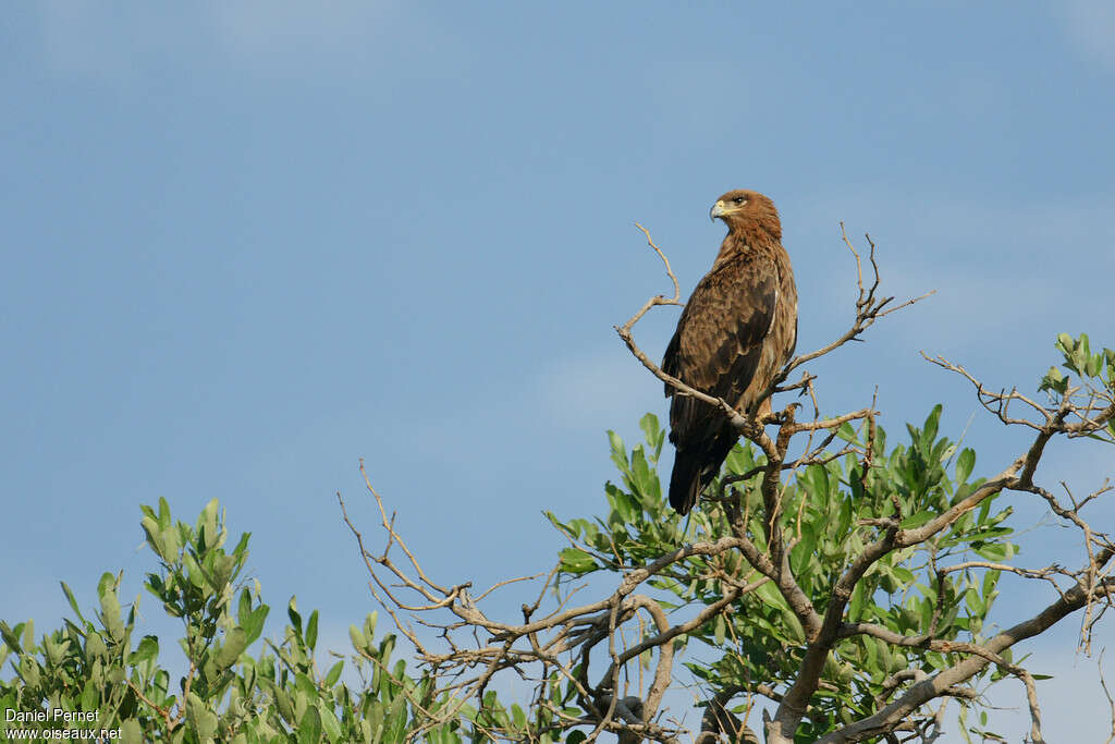 Aigle ravisseuradulte, habitat
