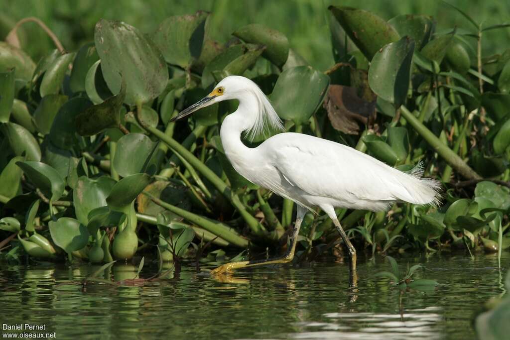 Aigrette neigeuseadulte, habitat, marche