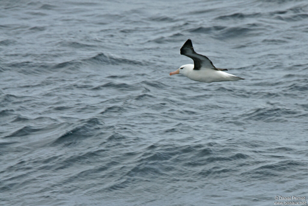 Black-browed Albatrossadult, Flight