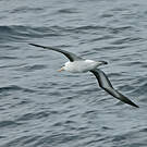 Albatros à sourcils noirs