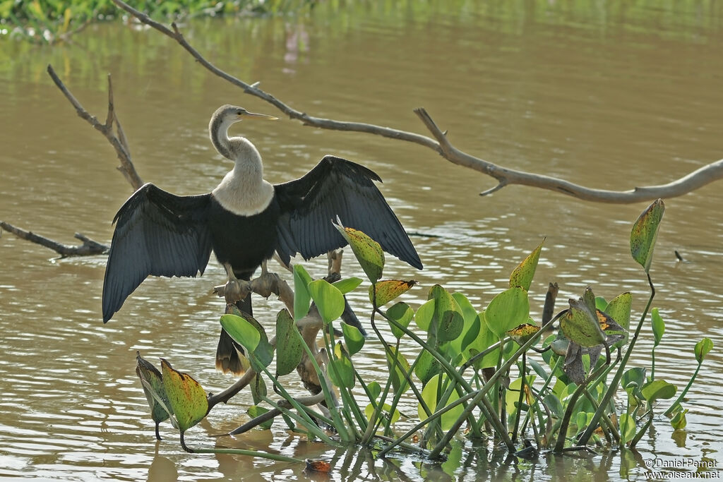 Anhinga d'Amérique femelle adulte, identification, Comportement