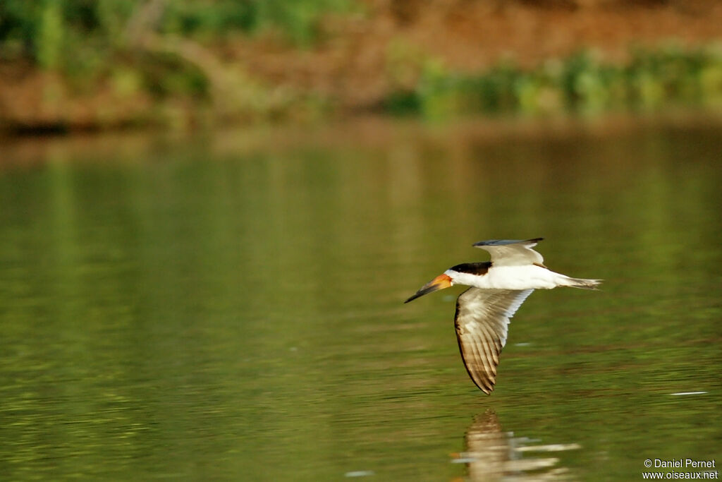 Black Skimmeradult, Flight
