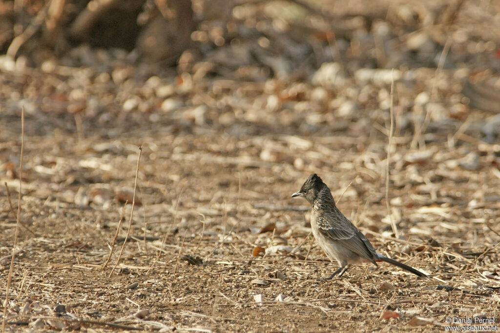 Bulbul à ventre rouge femelle adulte, marche
