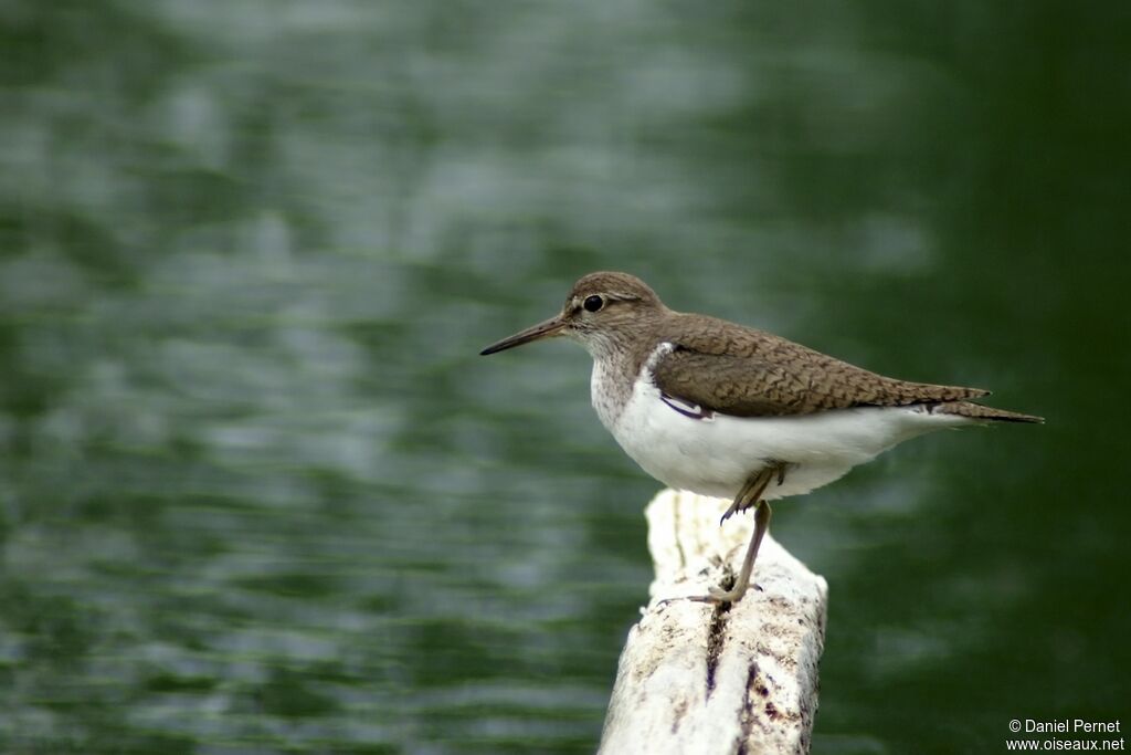 Chevalier guignetteadulte, identification